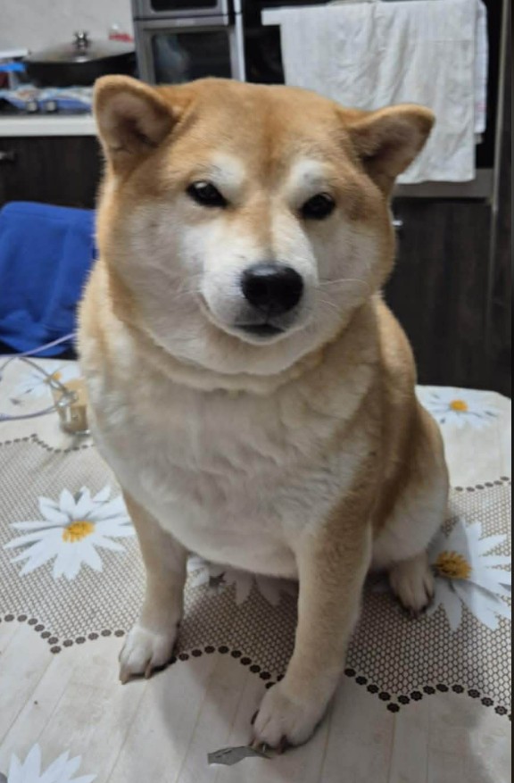 Original dog photo used for The Admiral portrait