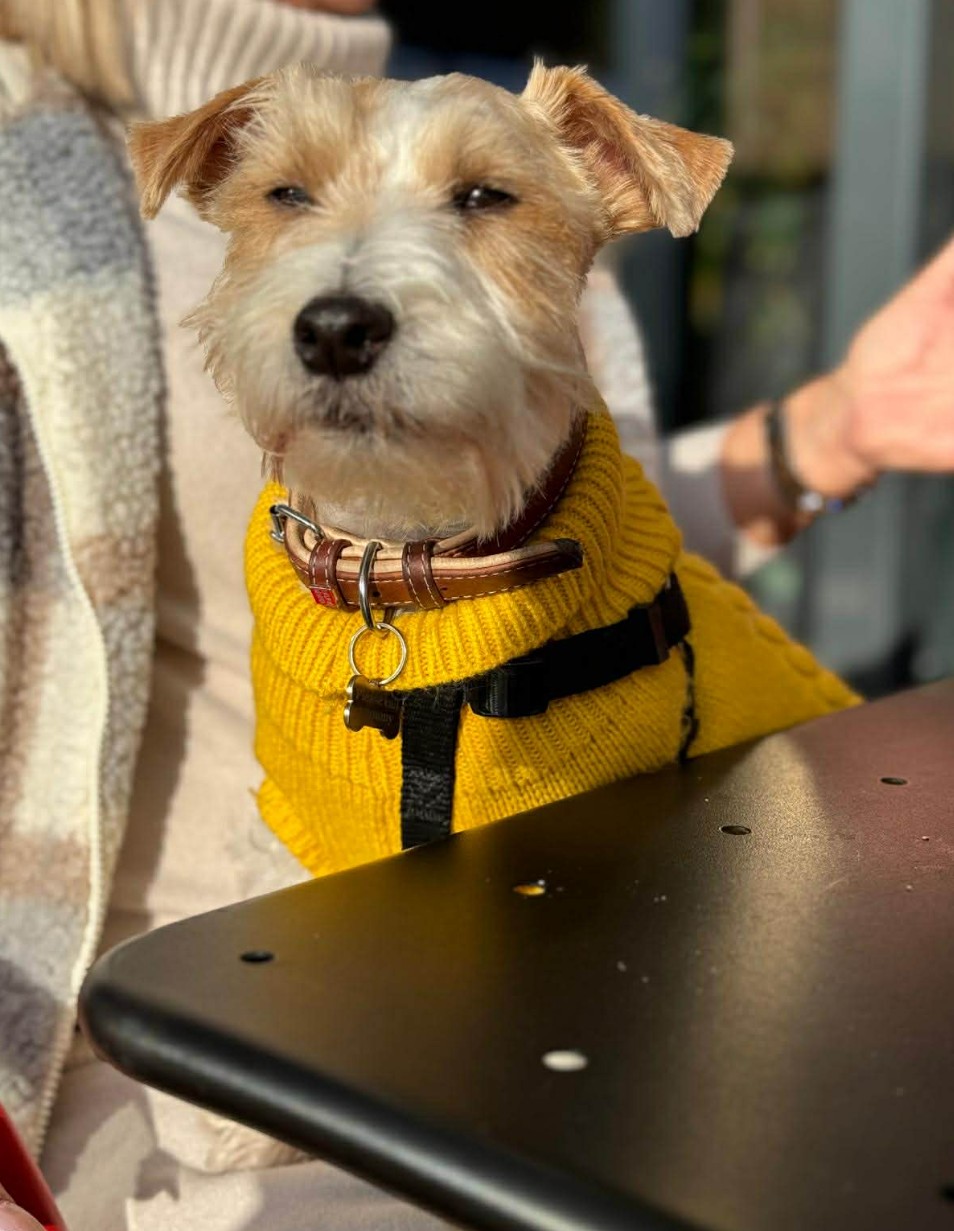 Original dog photo used for The Centurion portrait